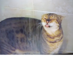 The love cat group