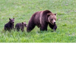 Strong bears