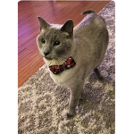 I <3 frankcat