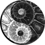 yinyang 英