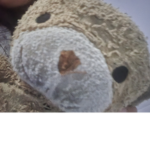 BEAR CLUB BEAR :)