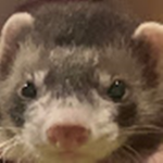 The space ferret club