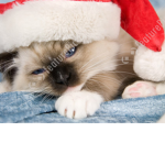 KITTY SQOUD