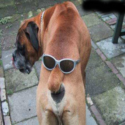 dog Roblox decal