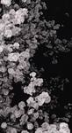 The flower Rain blossmom