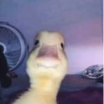 Caca duck
