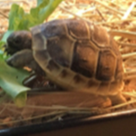 Rabbit the tortoise