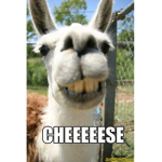 Save the llamas and rats