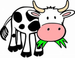 Cool Cowz