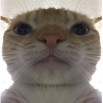 Kitty Realm
