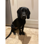 puppy FC