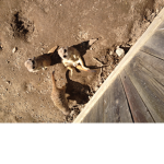 Meerkat4Life