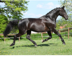 Horse dinky