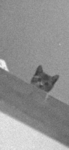 vanes failed experiments