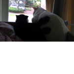 pet's in space