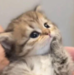 super cool kitty club