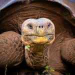 Schildkröten welt