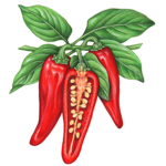 Spice team