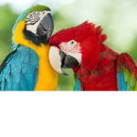 Bird_is_the_Word