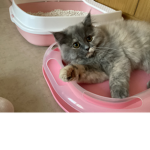 Miamoo kitty