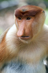 Monos lele pancha