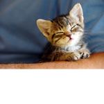 Kitty Games Group