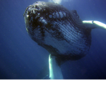 MarineLife