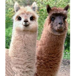 Lama s Are Cute !!