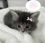dollzii