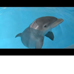 ultra dolphins