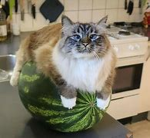 the watermelon cats of robloxia