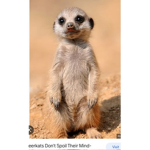 Meerkats so adorable