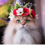 ~KitCats~