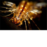 The Centipede Army