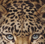 ، pynk print