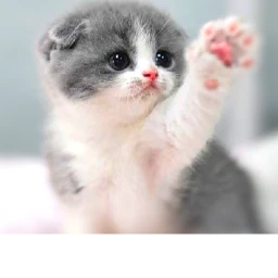 cute all icon