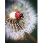 Les coccinelles