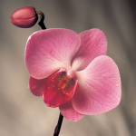 Orchid Tree