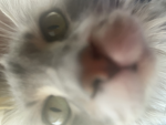 Slupa