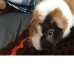 THE EPIC GUINEA PIGS