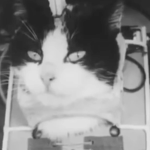 space cats (but better)