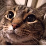 Catmania Gaming