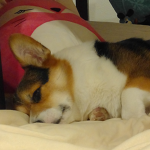 Corgi Fan Club :p