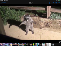 Magic kittys home