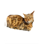 The Bengal Cat Group