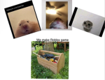 BUILDING HAMSTERS