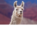 Kevin Friends