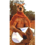 STRAYA MATE