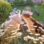lulu’s roses