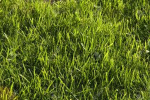 touchinggrass13561